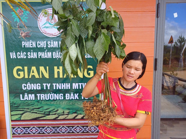 Hiểu biết về sâm Ngọc Linh của người Kon Tum trở thành di sản- Ảnh 2.